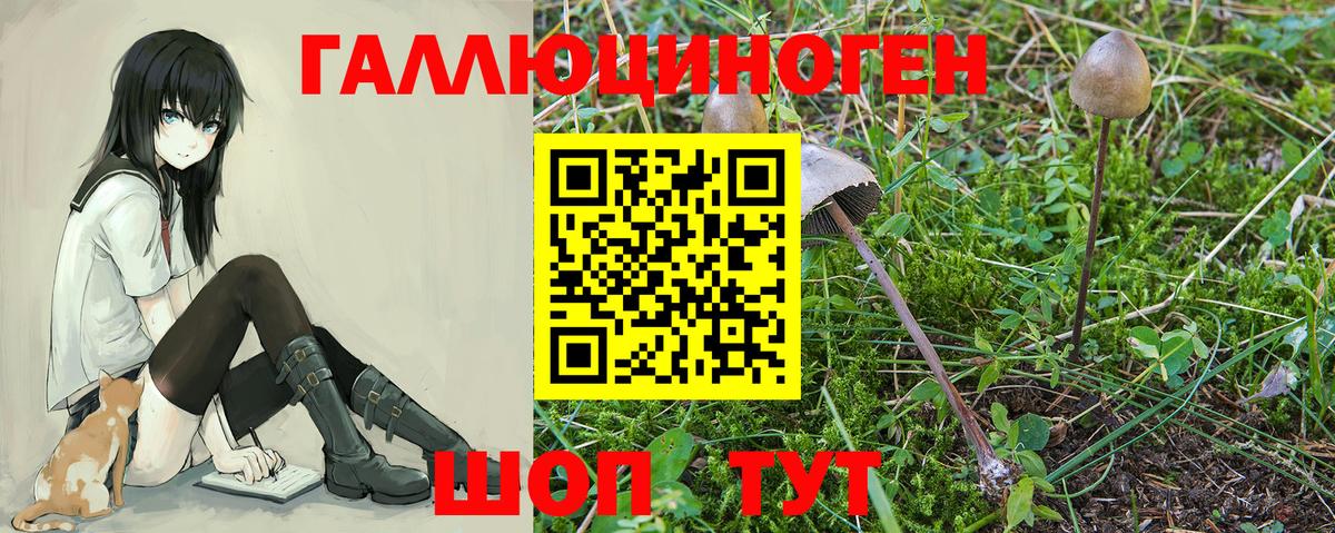 Галлюциногенные грибы Cubensis Будённовск