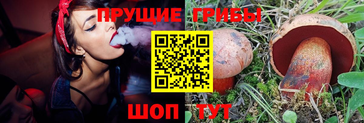Будённовск  Псилоцибиновые грибы Psilocybine cubensis  Вход с VPN 